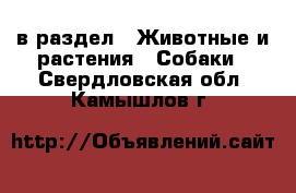  в раздел : Животные и растения » Собаки . Свердловская обл.,Камышлов г.